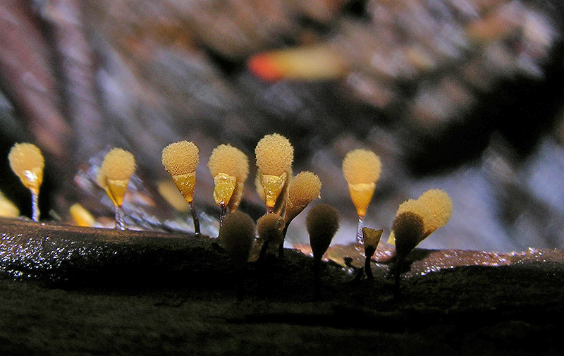 Hemitrichia clavata (Pers.) Rostaf.